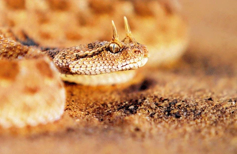 Bu ilanın buynuzu var,özü də çox vahiməlidir