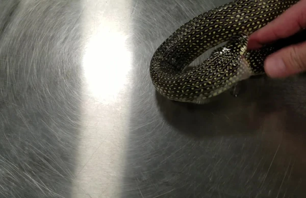 Dəhşətli görüntü! İlan özünü belə yedi