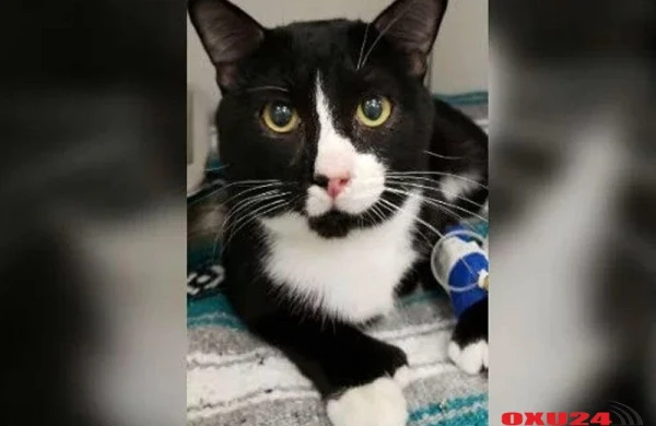 Pişiyi səhvən 35 dəqiqə paltaryuyan maşında yudular