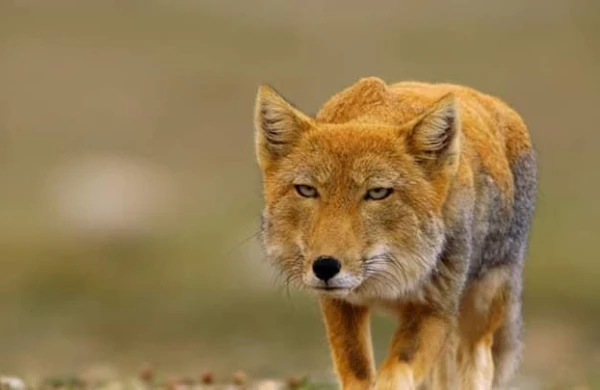 Tibet tülküsü haqda inanılmaz faktlar