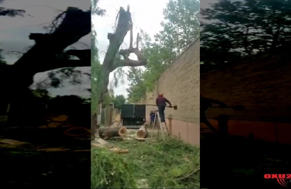 Dəhşətli anlar kamerada: Kəsdiyi ağacın altında qalıb öldü