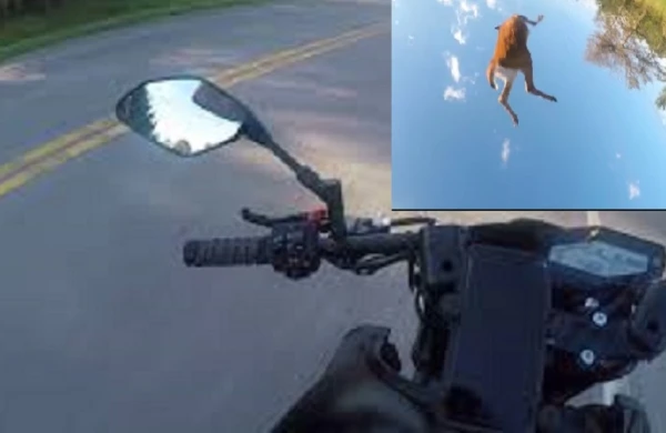 Meşədən çıxan maral özünü motosikletə çırpdı
