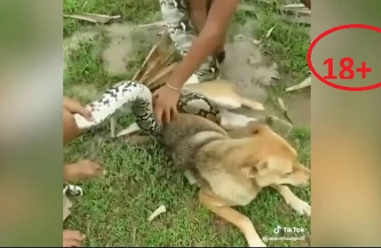 Dəhşətli görüntü:Piton ilanı iti diri-diri udur