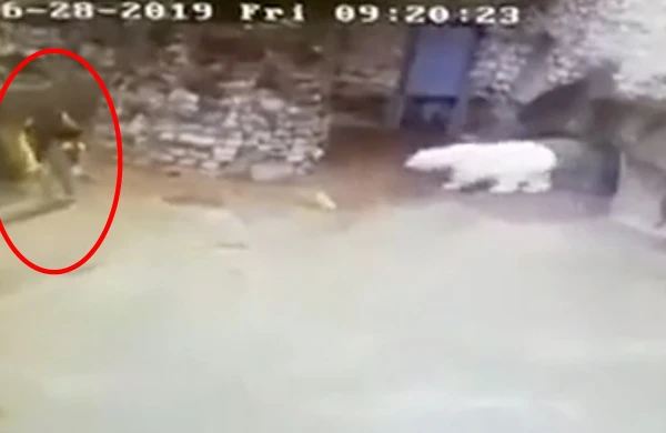 Zooparkda dəhşətli anlar: Ayı qadınlara hücum etdi