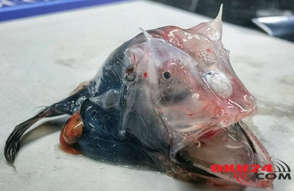 Balıqçı tilovuna düşən ovu görəndə şoka düşdü