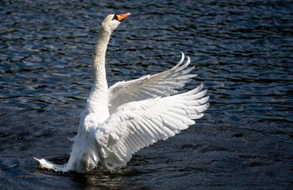 Qu quşu iti öldürdü