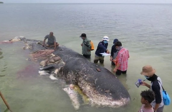 Dəhşətli görüntü: İnsanlar nəhəng balinanı öldürüb,içini yaranda görün nə tapdılar