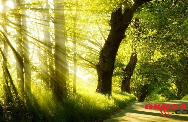 Sabaha gözlənilən hava şəraiti açıqlanıb