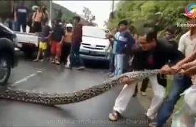 Dəhşətli görüntü:Ilan maşının güzgüsə dolaşıb adama hücum etdi