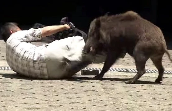 Dəhşətli hadisə: Kəndə hücum edən qaban oğlanı parçaladı