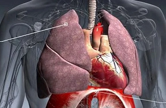 İnsan saçı 12 ton ağırlığı qaldıra biləcək gücə malikdir - Orqanizm haqqında BİLMƏDİYİMİZ FAKTLAR