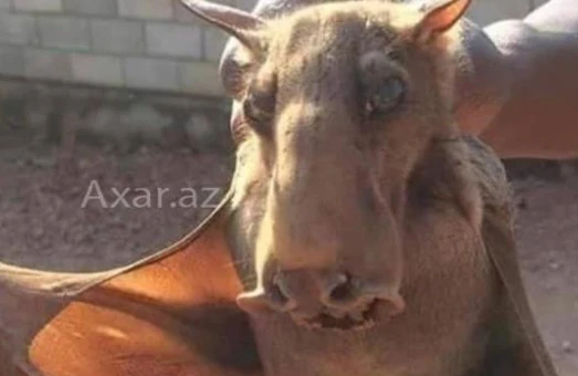 Bakıda qeyri-adi yırtıcı heyvan tapılıb – Foto