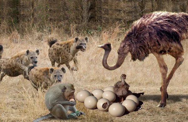 Meymun dəvəquşunun yumurtasını oğurladı, görün nələr baş verdi