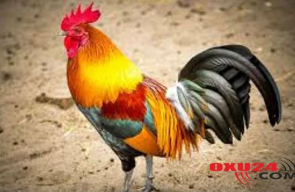 Məhkəmə xoruza gecə banlamağı qadağan etdi