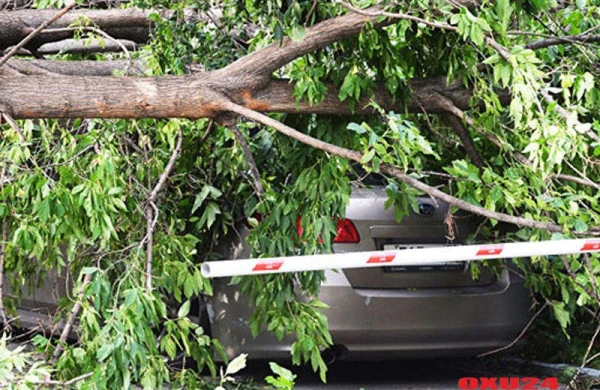 Bakıdakı külək 15 ağacı aşırdı - Ehtiyatlı olun