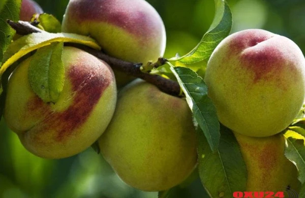 Yayda daha çox şaftalı və banan yeyin, çünki