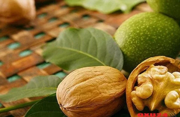 Mədə yarası və qastriti müalicə edən MEYVƏ