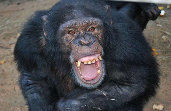 Qəfəsin qapısı açıq qaldı:Meymun insanlara hücum edib parçaladı