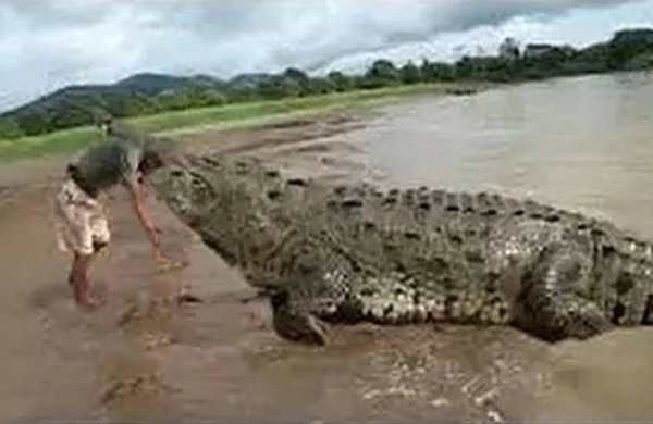 Timsah Namaz qılan Adama yaxınlaşdı - Nə etdiyi görənləri şoka saldı