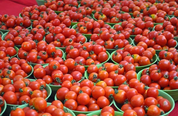 Pomidor ucuzlaşacaq -ŞAD XƏBƏR
