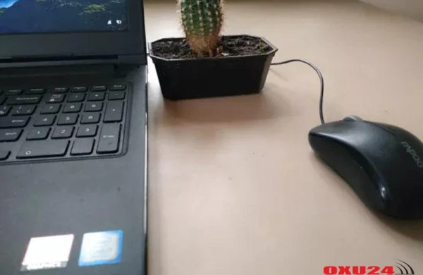 Kompüter şüası və kaktus mifi – Mütəxəssis rəyi