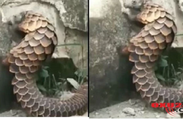 Qorxunc heyvan peyda oldu,divarı dağıdır, insana hücum edir