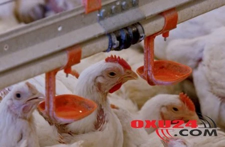 6 ay sonra bazarda yumurta tapmaq olmayacaq! - Toyuqlar tələf edilir