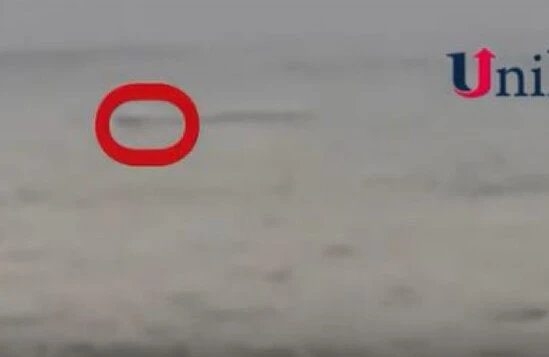 Xəzər dənizində qəribə canlı peyda oldu - İnsanlar vahiməyə düşdü