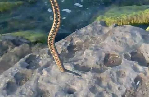 Bakının bu çimərliyində nəhəng ilan insanları vahiməyə saldı