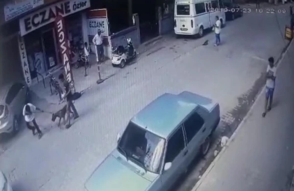 Dəhşətli görüntü: Hamilə pişiyi pitbull itinə yedizdirdilər