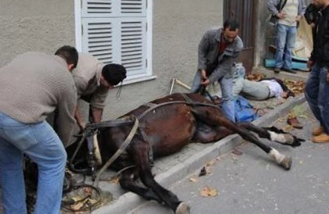 Azərbaycanda QƏRİBƏ HADİSƏ: atını kəfənləyərək dəfn etdi