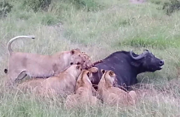 Qorxunc görüntü:3 şir camışı diri-diri parçaladı