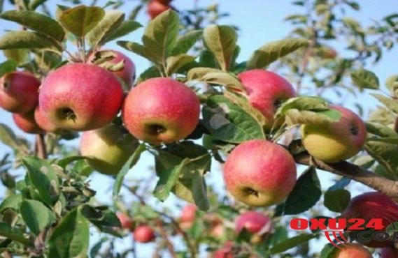 Tədqiqatçı alimlər: “İnsanlar almanı düzgün yemirlər”