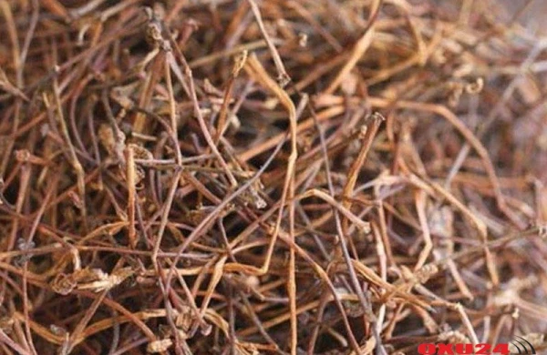 Oynaq ağrılarını və revmatizmi müalicə edən meyvə saplağının MÖCÜZƏVİ FAYDALARI