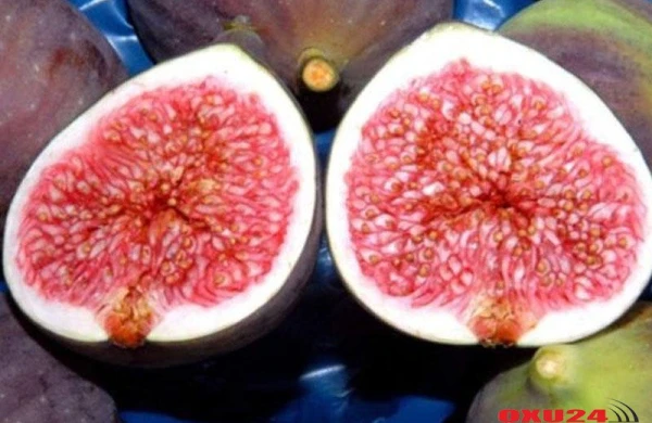 Qara əncirin dəriyə MÖCÜZƏVİ TƏSİRİ