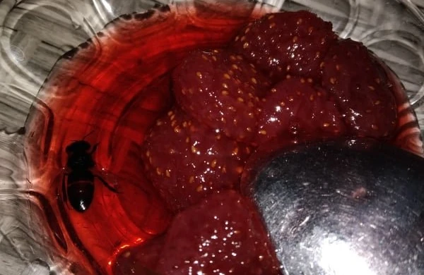 Gürcüstanda sərhəd polisinə qarşı zorakılıq edən 3 erməni saxlanılıb