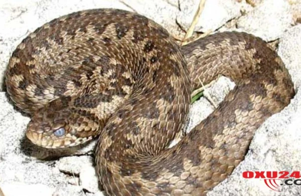 Ağdaşda 5,5 metr uzunluğunda ilan öldürüldü - FOTO