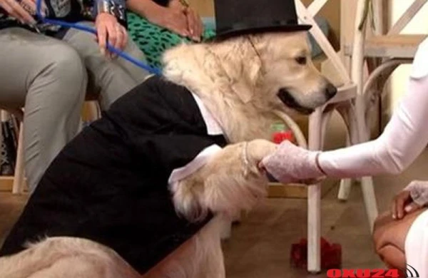 ITV-nin efirində maraqlı anlar - Qız iti ilə evləndi - FOTO