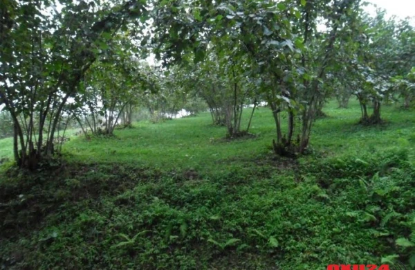 "Qara yara" torpaqdan da yoluxur" - Agentlik