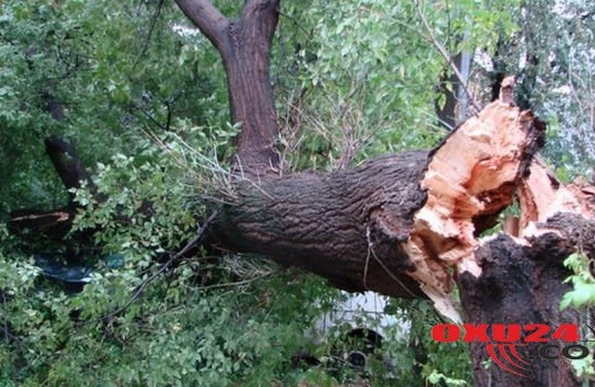 Güclü külək Bakıda ağacları aşırdı - FOTO