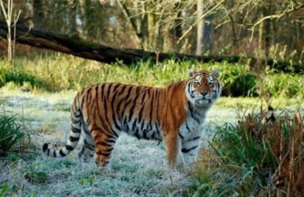 Pələng 28 yaşlı kişini yedi