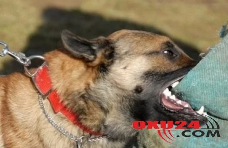 2 nəfəri it dişlədi - SUMQAYITDA