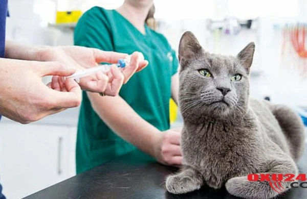 İsveçrə alimlərindən SENSASİYALI KƏŞF: Sən demə pişiklər...