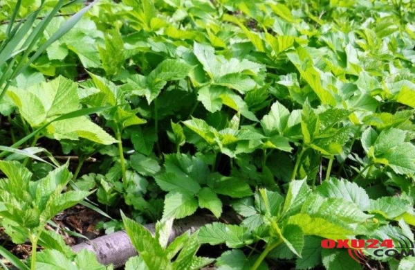 Şişləri əridən, ürəyi dirildən ot - Büryanla müalicə