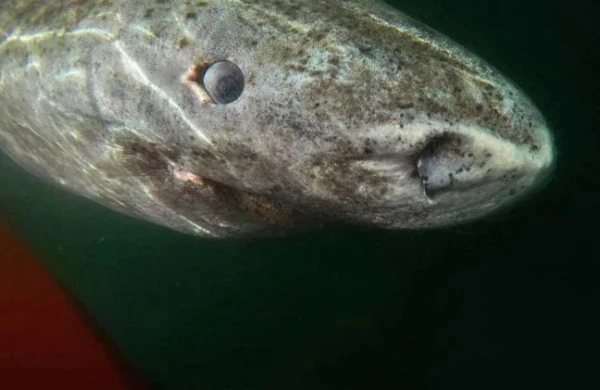 Alimlər ŞOKDA - 500 yaşlı akula tapıldı / Foto