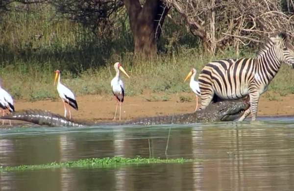 Vahiməli görüntü: Timsah zebranın ayağını qopardı