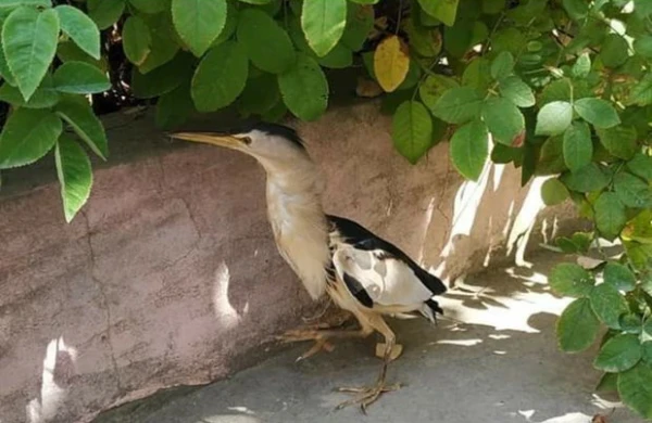Bakıda tapılan quş çox təhlükəli imiş, şikarını gözündən vurur - FOTO