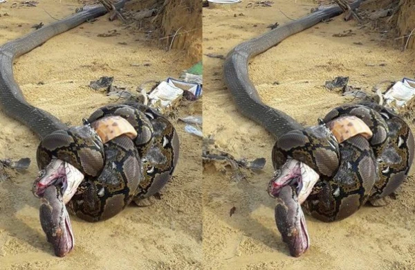 Kral ilan özü özünü uddu — Şok görüntü