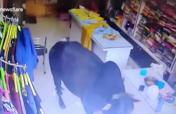 Dəhşətli anlar kameraya düşdü: Öküzlər dükanın şüşəsini sındırıb qadınları əzdi