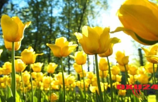 18 avqust tarixinə hava proqnozu